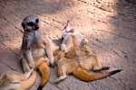 laughing meerkat